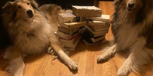the author's innocent dogs